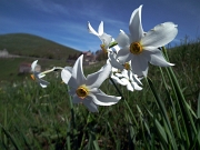 36 narcisi con vista in cima Linzone...